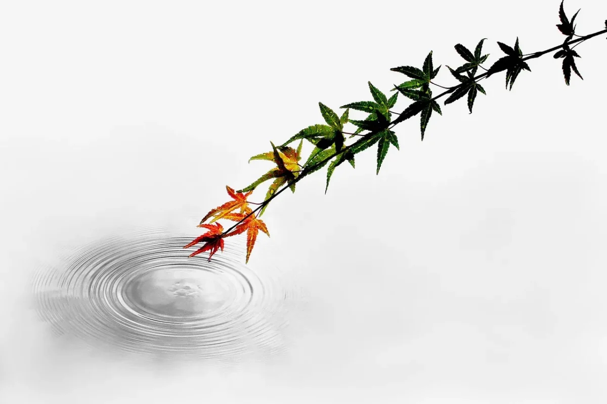 Větvička javoru vytvářející kruhy na klidné vodní hladině – symbolika citlivého procesu a zakončení psychoterapie.